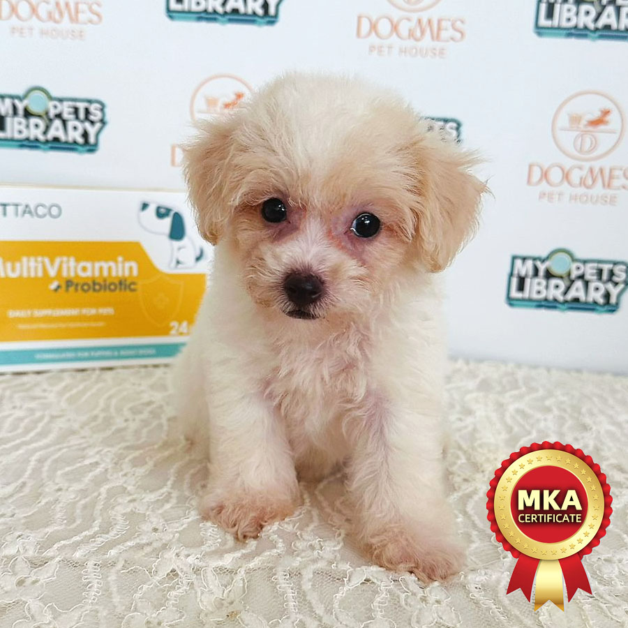 MKA Toy Poodle Puppy (Female) For Sale