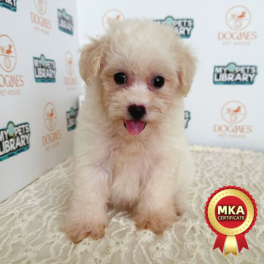 MKA Toy Poodle Puppy (Male) For Sale