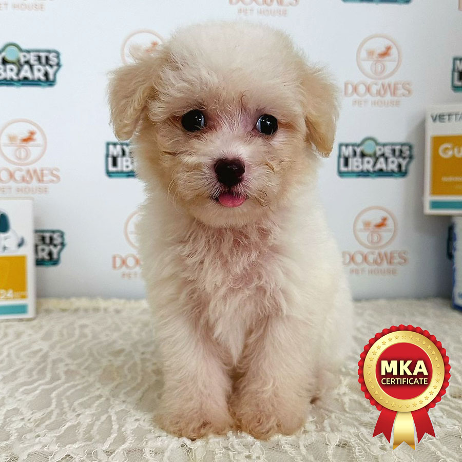 MKA Toy Poodle Puppy (Female) For Sale