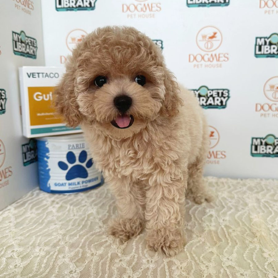 Miniature Poodle Puppy (Female) For Sale