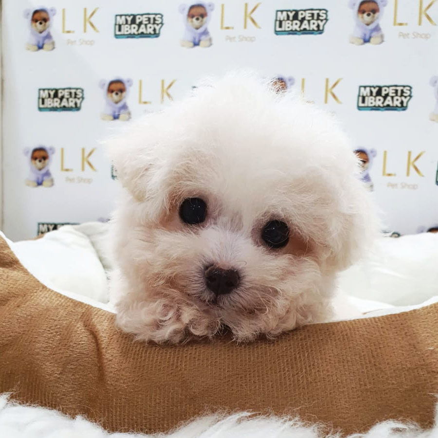 Bichon Frise Puppy (Female) For Sale