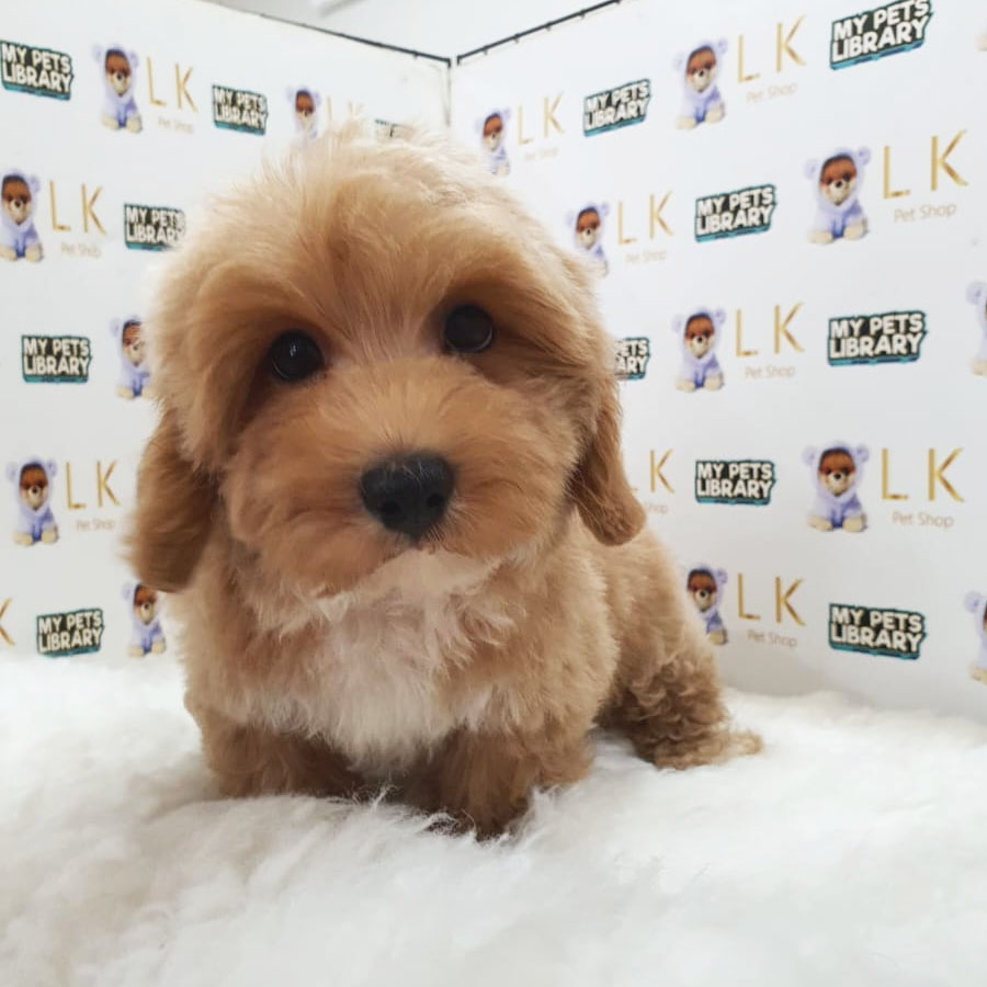 Maltipoo Puppy (Male) For Sale