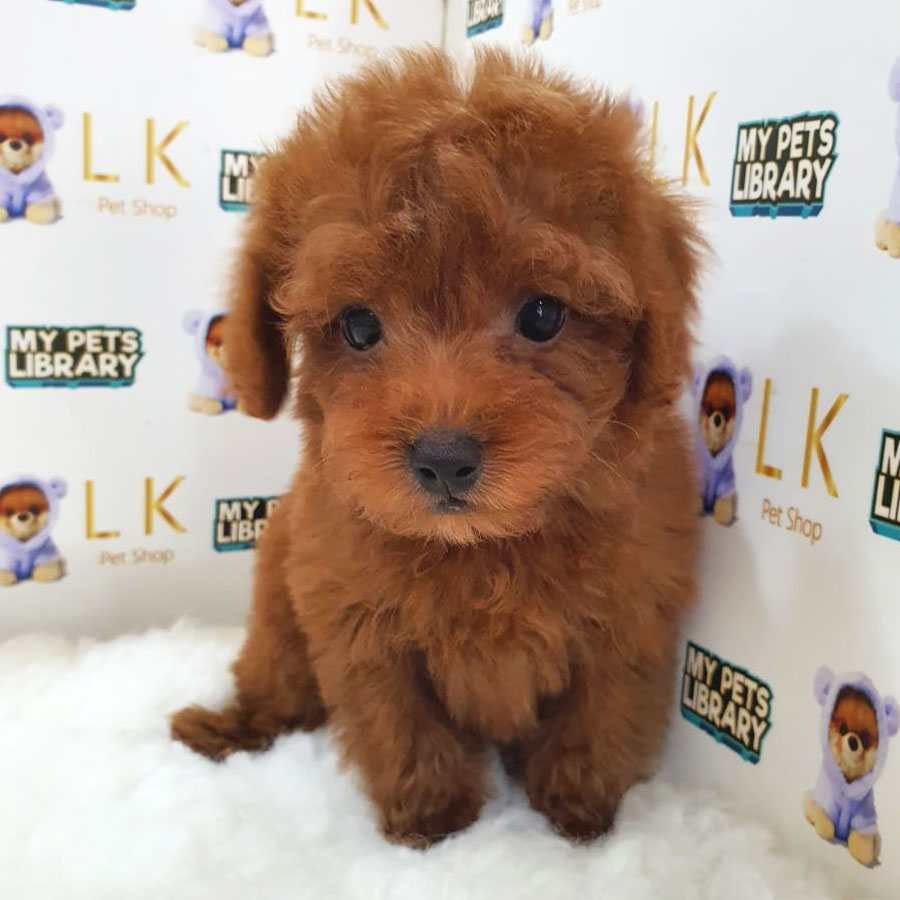 Toy Poodle Puppy (Male) For Sale