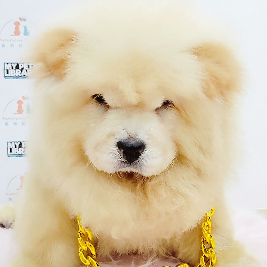 Chow Chow Puppy (Male) For Sale