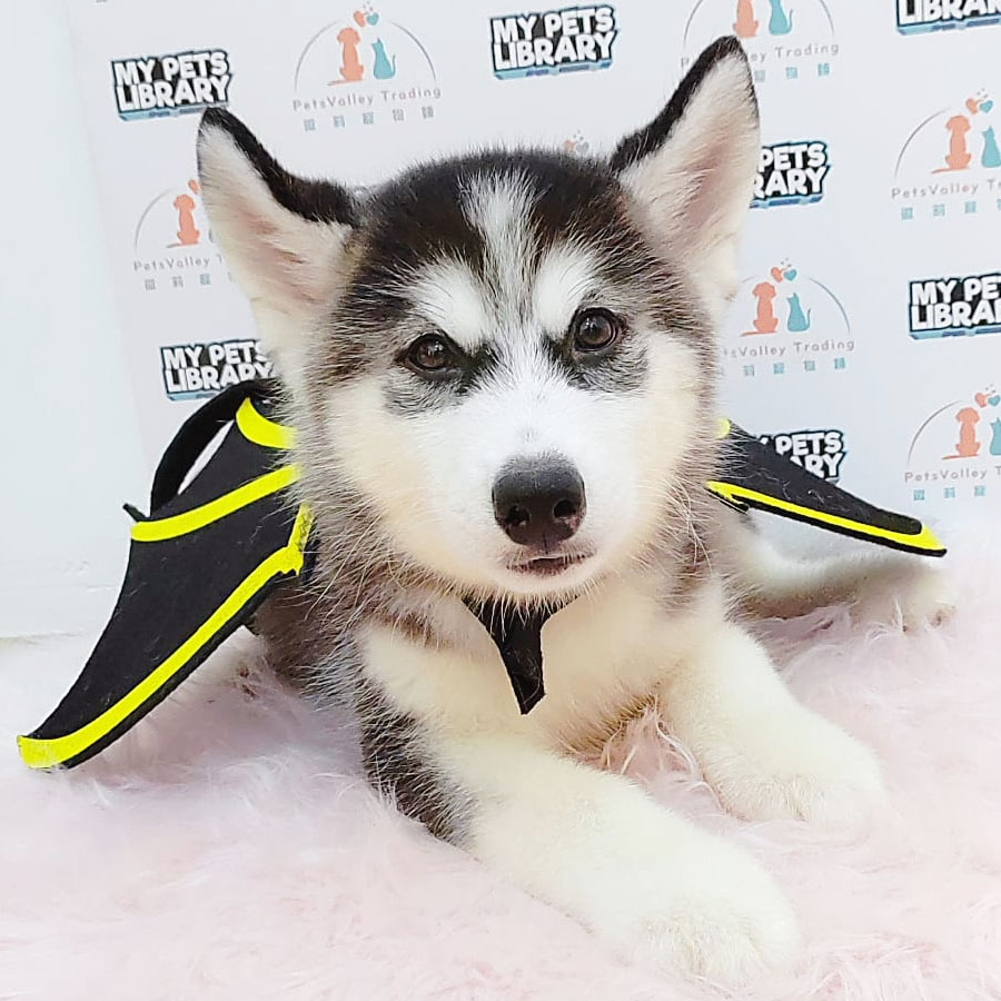 Wooly Husky Puppy (Female) For Sale