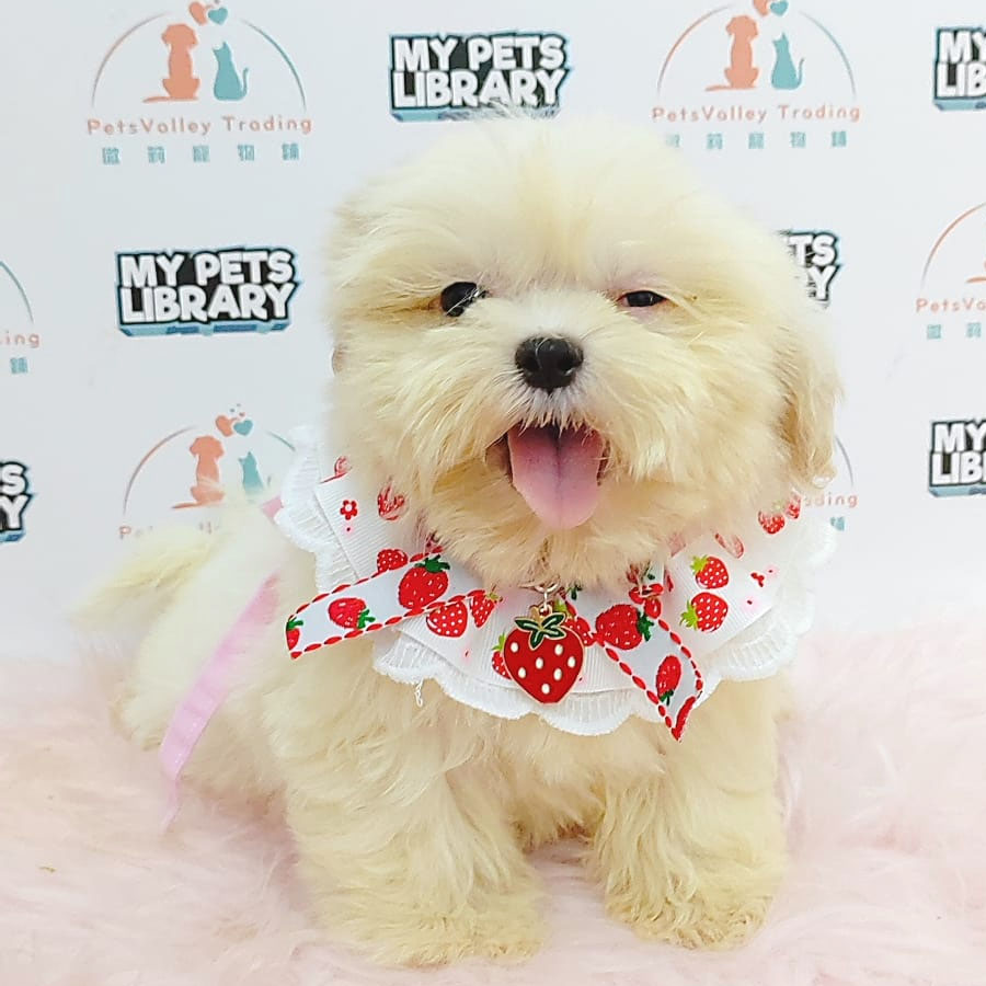 Shih Tzu Puppy (Female) For Sale