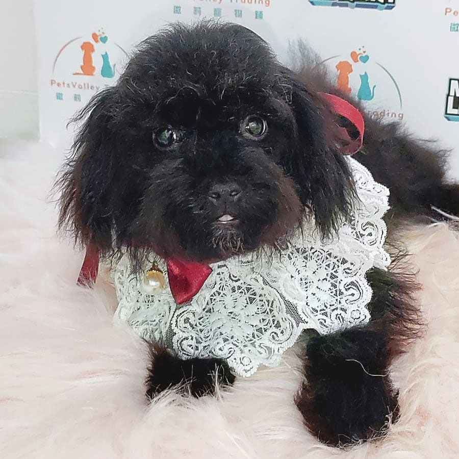 Toy Poodle Puppy (Female) For Sale