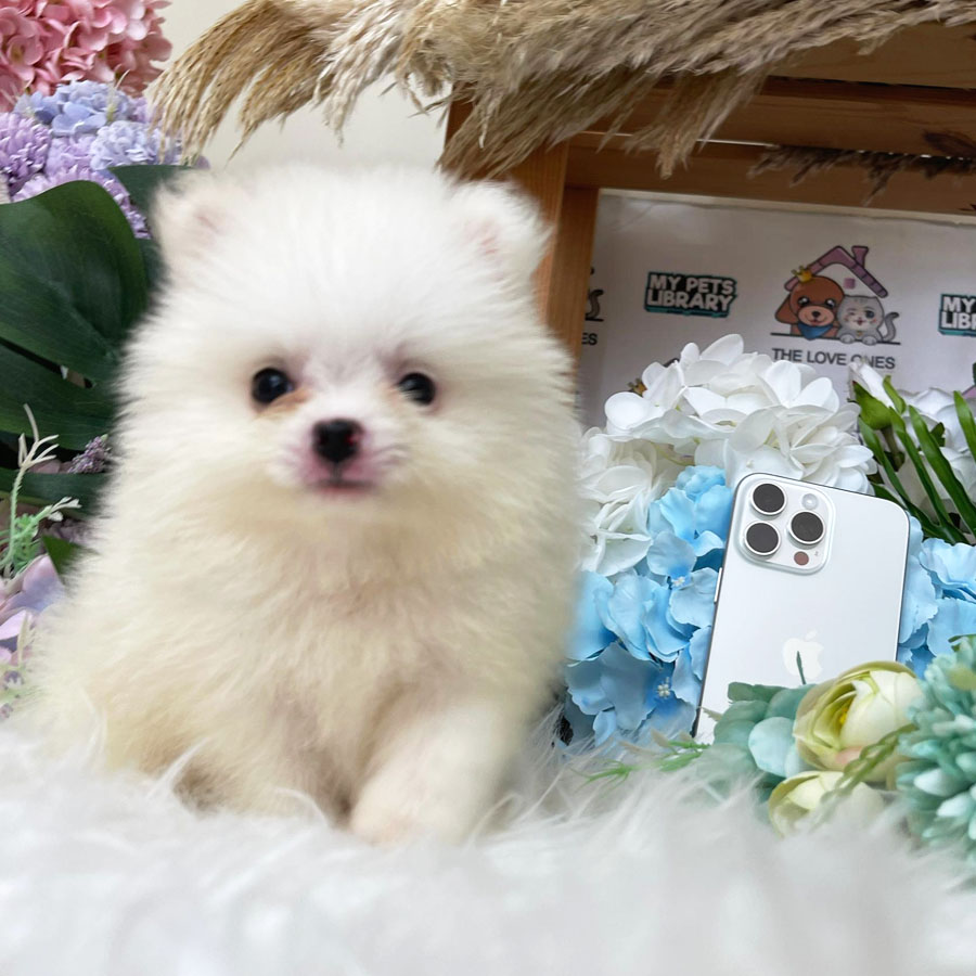 Tiny Pomeranian Puppy (Male) For Sale
