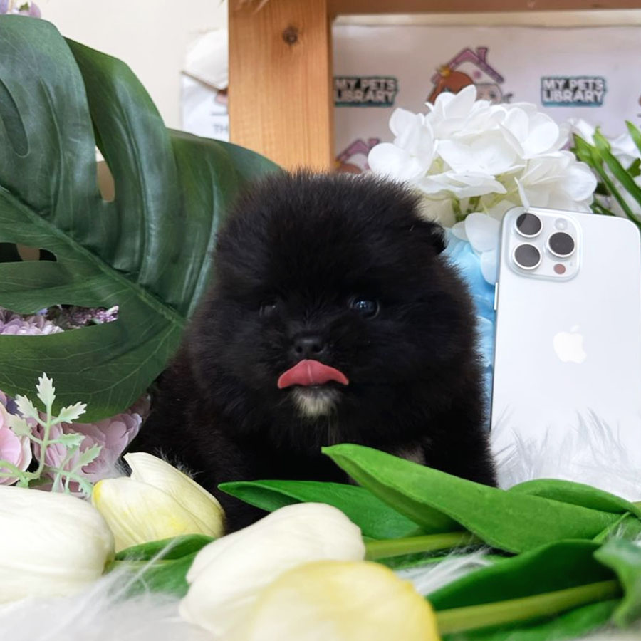 Tiny Pomeranian Puppy (Female) For Sale