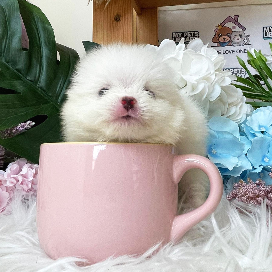 Teacup Pomeranian Puppy (Female) For Sale