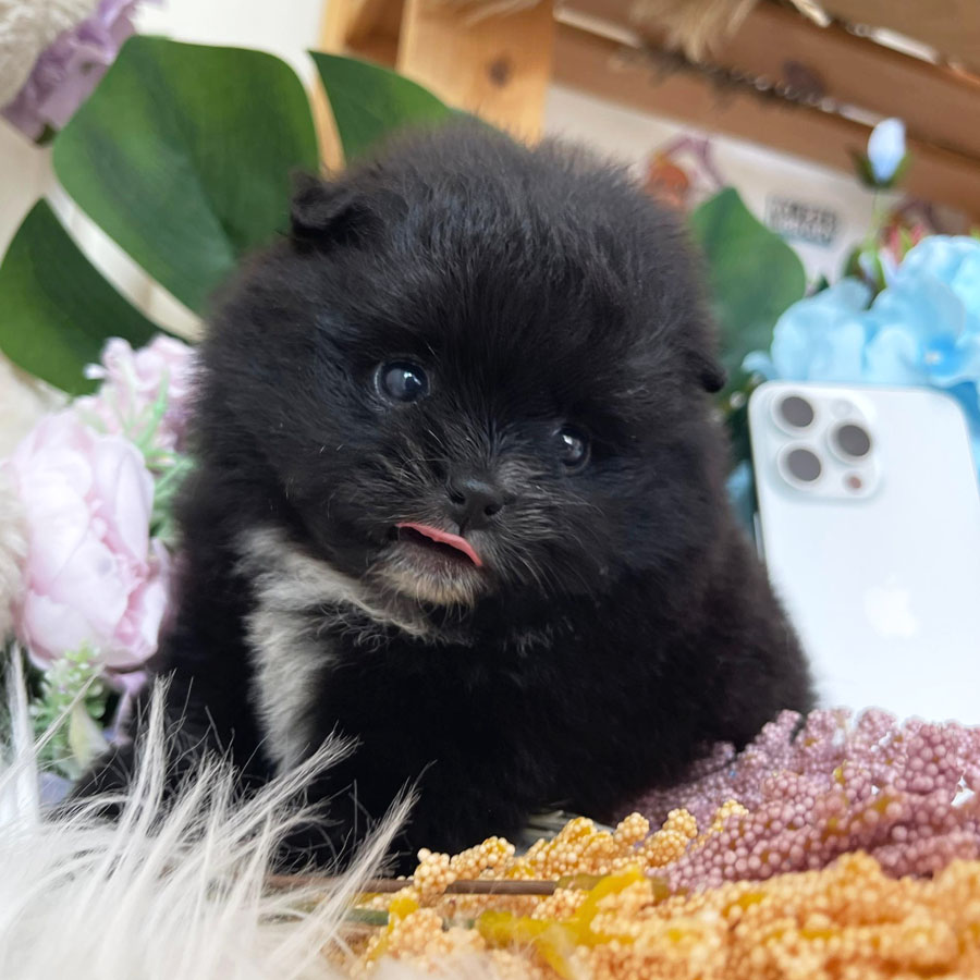 Tiny Pomeranian Puppy (Female) For Sale