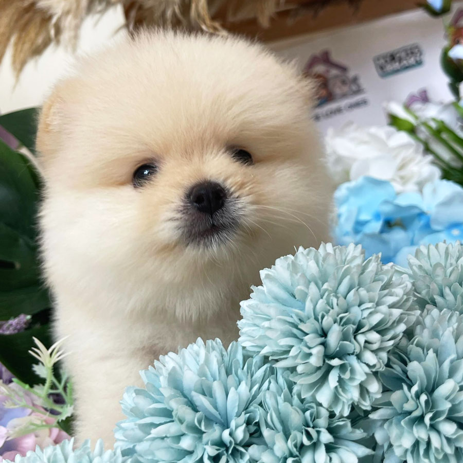 Pomeranian Puppy (Male) For Sale