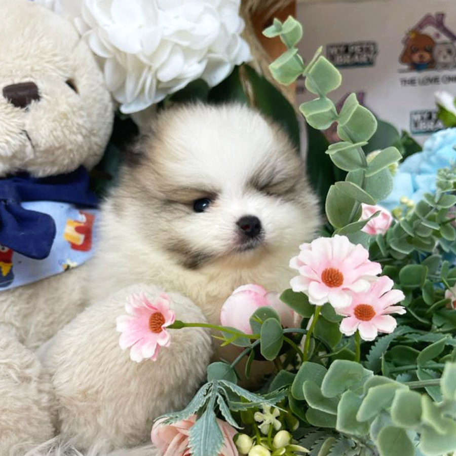 Pomeranian Puppy (Male) For Sale