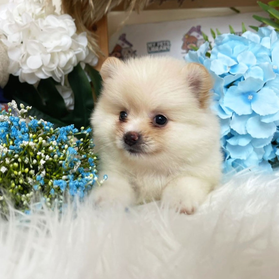 Tiny Pomeranian Puppy (Male) For Sale