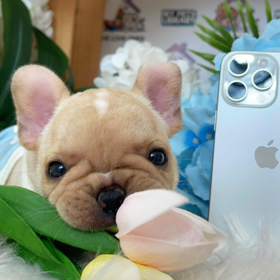 French Bulldog Puppy (Female) For Sale