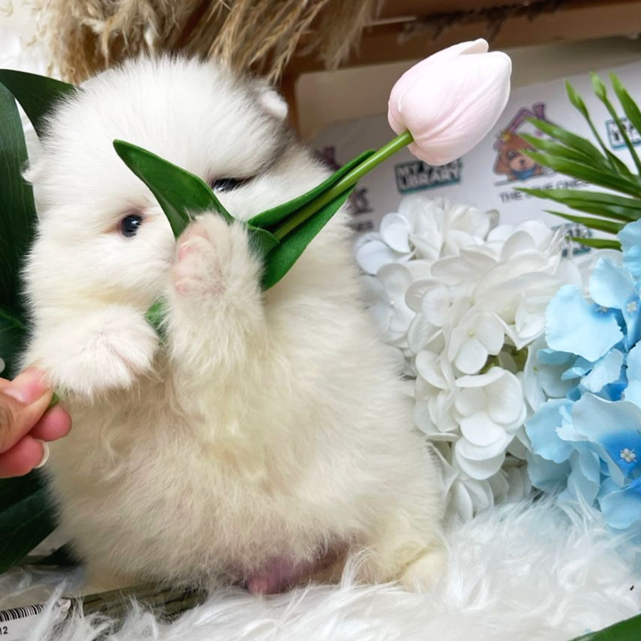 Pomeranian Puppy (Male) For Sale