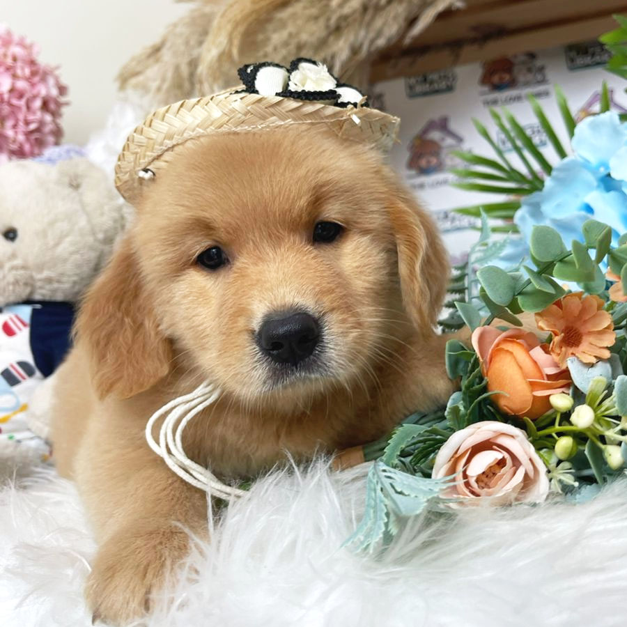 Golden Retriever Puppy (Female) For Sale