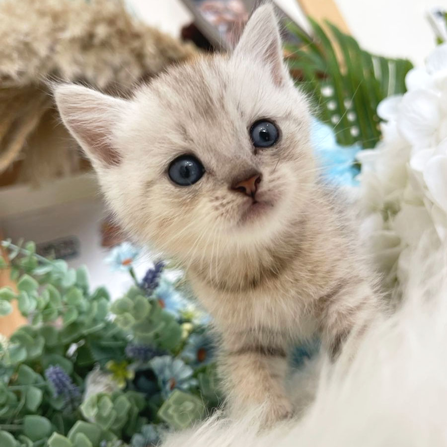 British Shorthair Kitten (Male) For Sale