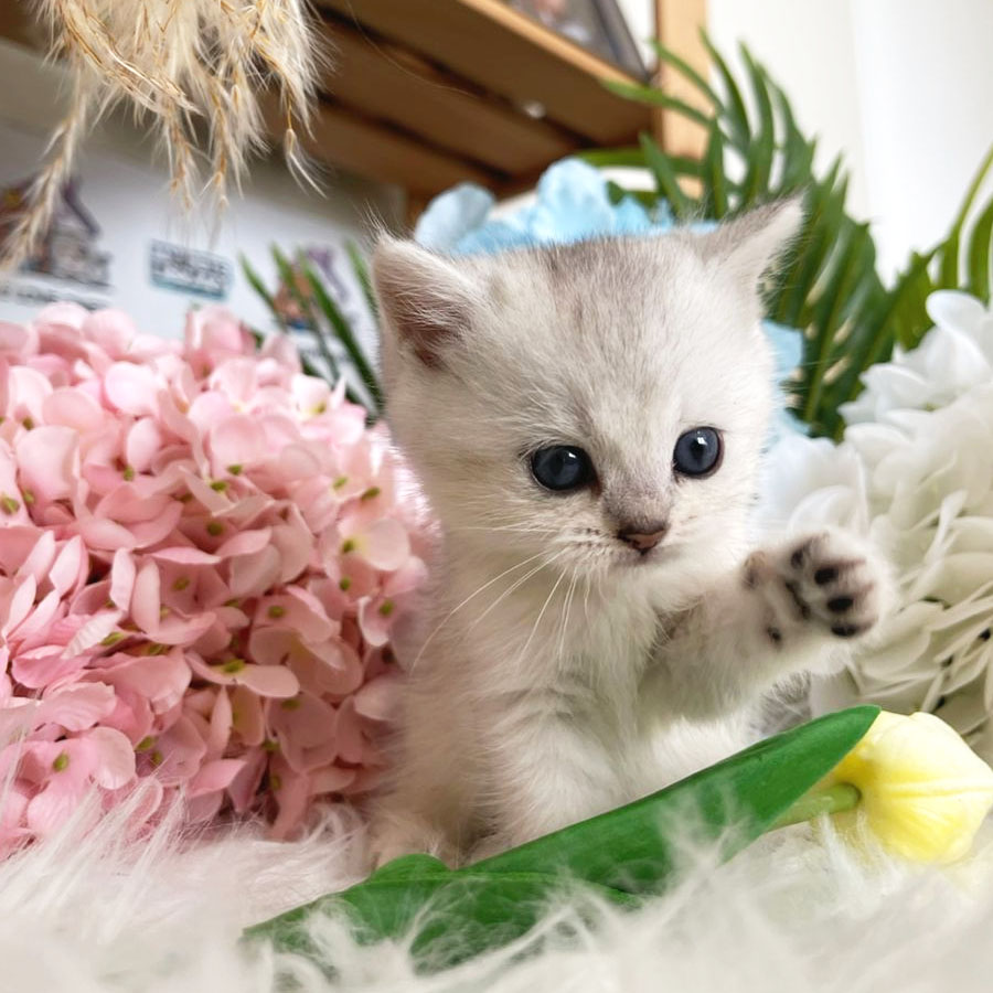 British Shorthair Kitten (Female) For Sale