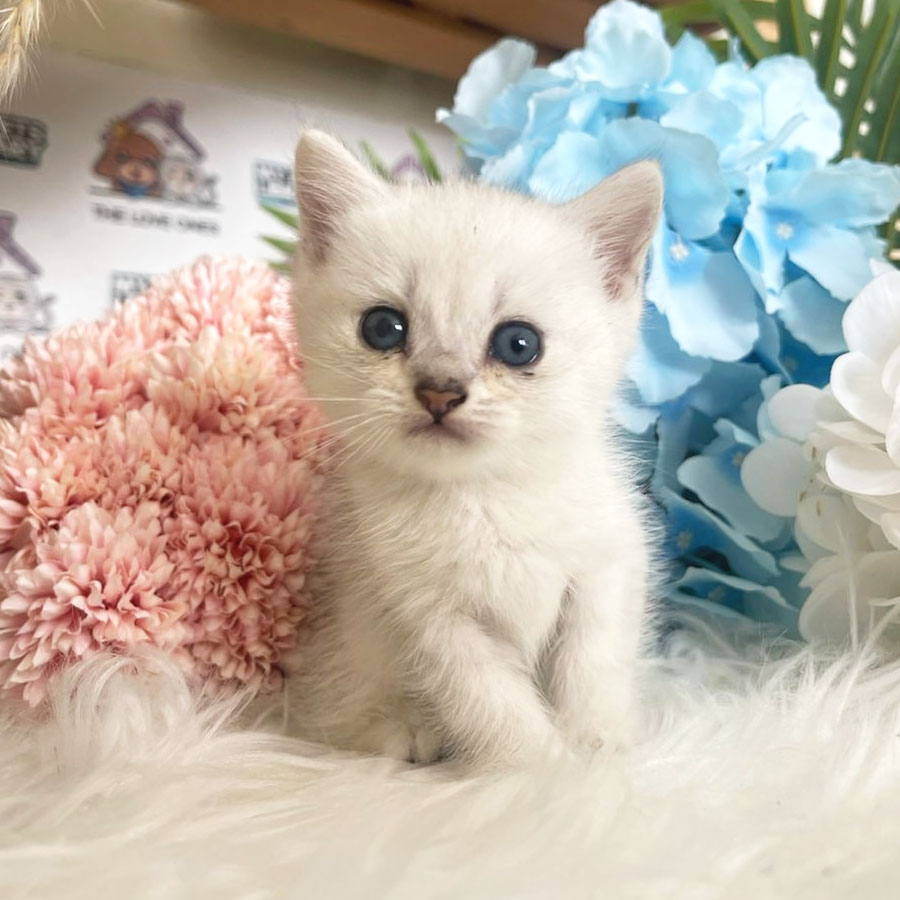 British Shorthair Kitten (Male) For Sale