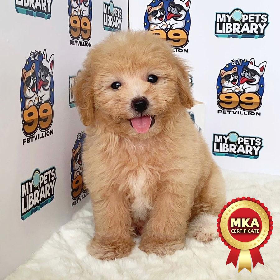 MKA Toy Poodle Puppy (Male) For Sale