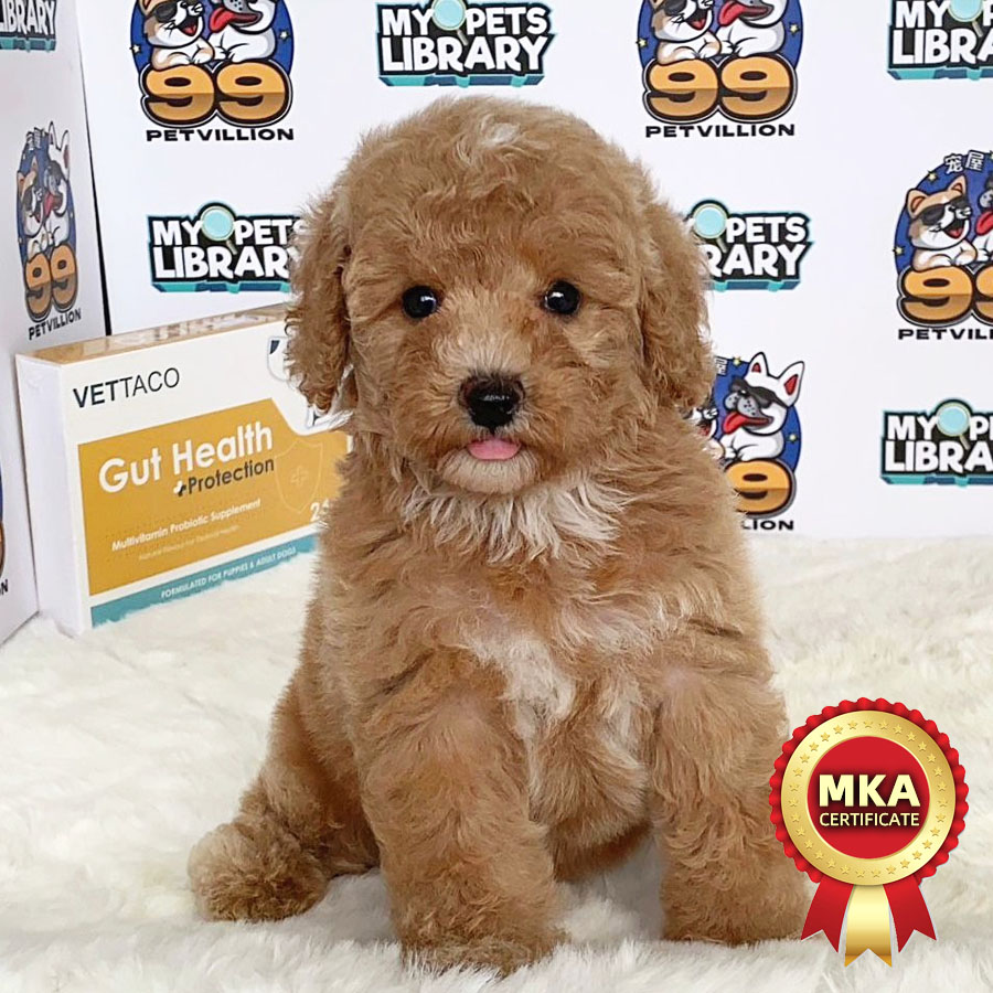 MKA Toy Poodle Puppy (Female) For Sale