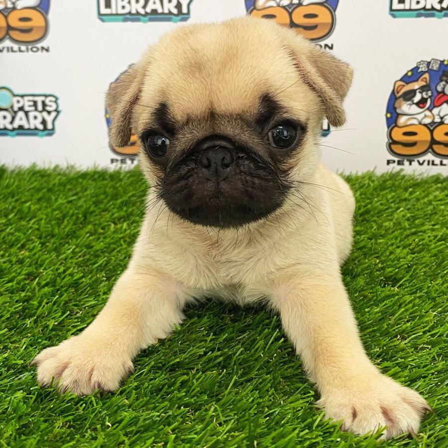 Pug Puppy (Female) For Sale
