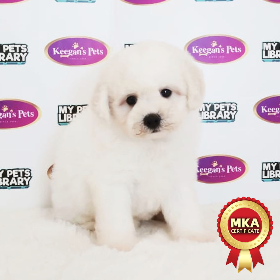 MKA Bichon Frise Puppy (Female) For Sale