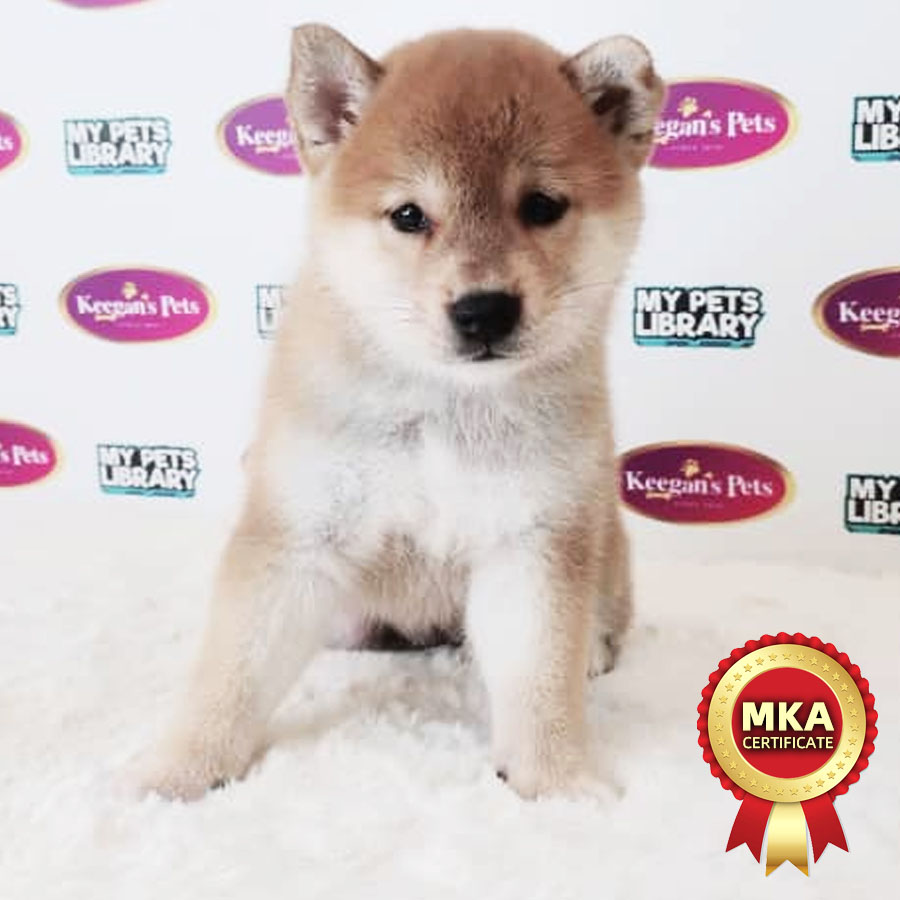 MKA Shiba Inu Puppy (Female) For Sale