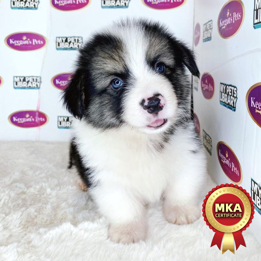 MKA Welsh Corgi Puppy (Male) For Sale