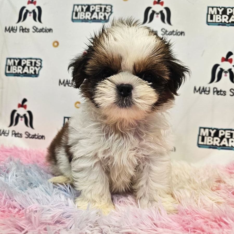 Shih Tzu Puppy (Male) For Sale