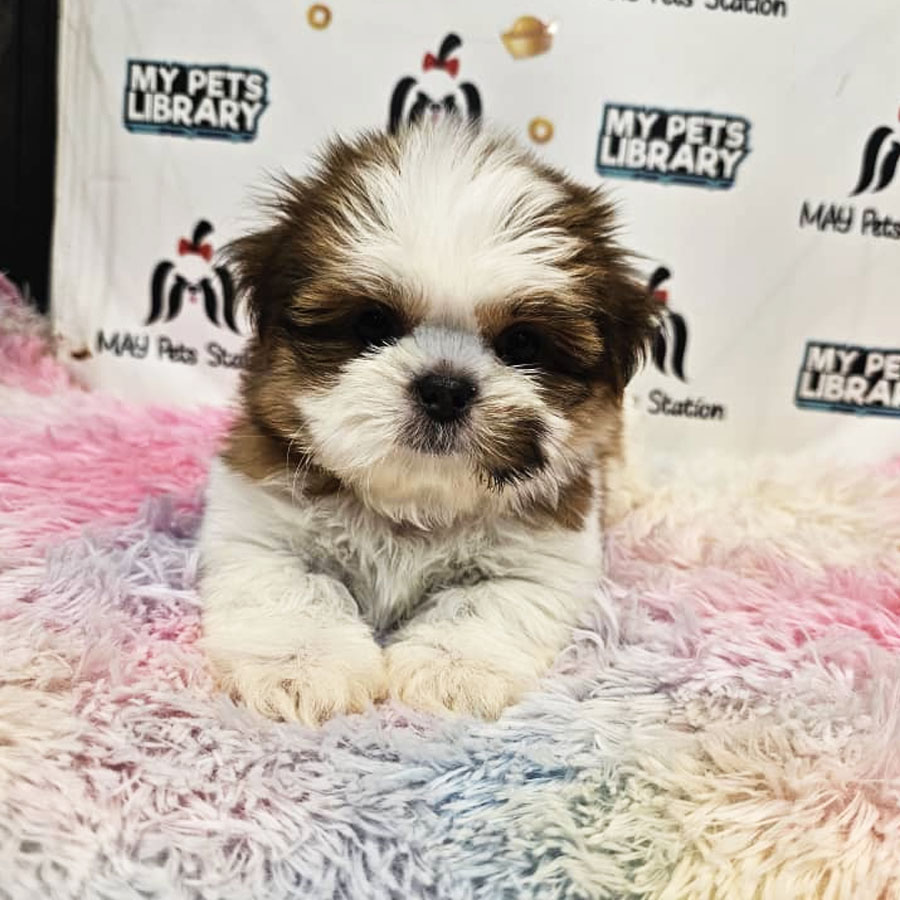 Shih Tzu Puppy (Female) For Sale