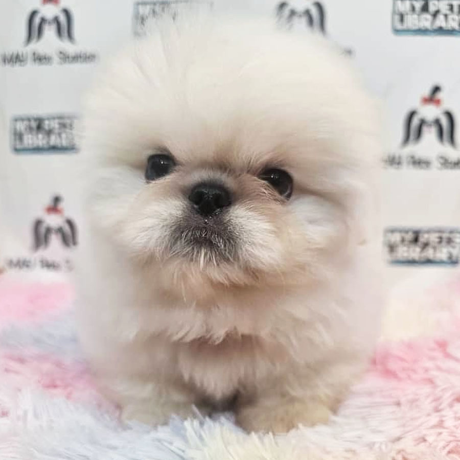 Pekingese Puppy (Male) For Sale