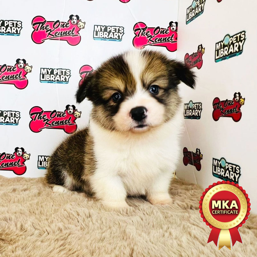 MKA Welsh Corgi Puppy (Male) For Sale