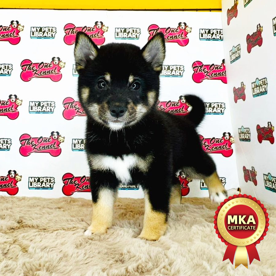 MKA Shiba Inu Puppy (Female) For Sale