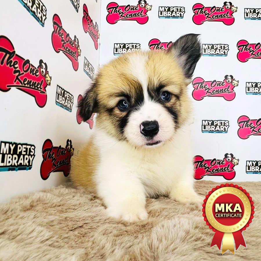 MKA Welsh Corgi Puppy (Male) For Sale