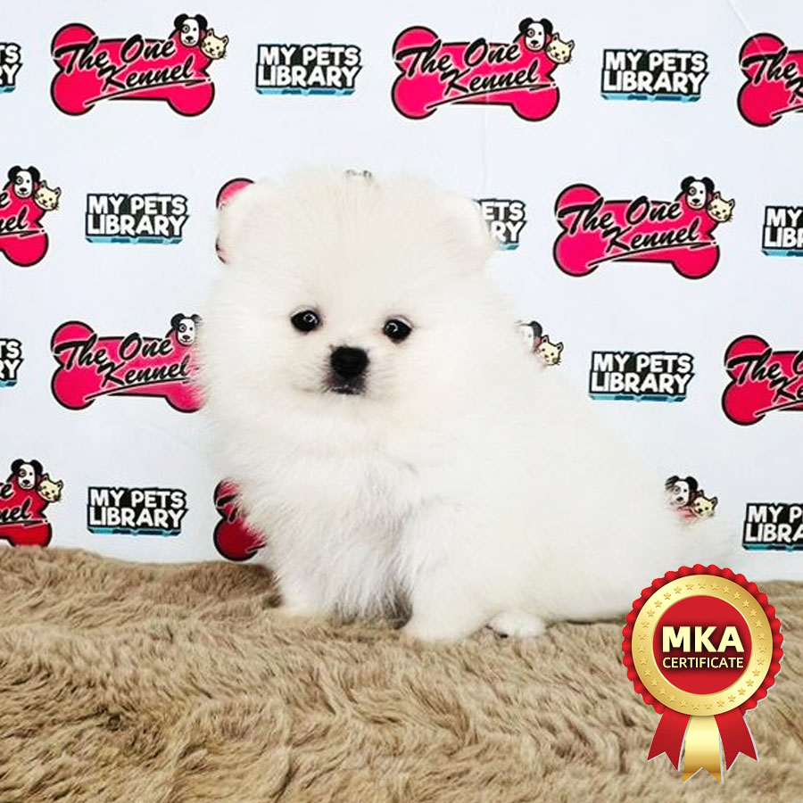 MKA Pomeranian Puppy (Female) For Sale