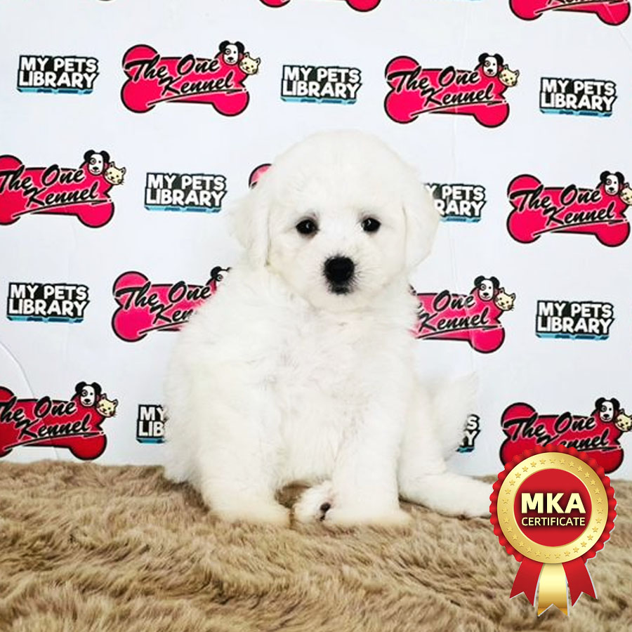 MKA Bichon Frise Puppy (Female) For Sale