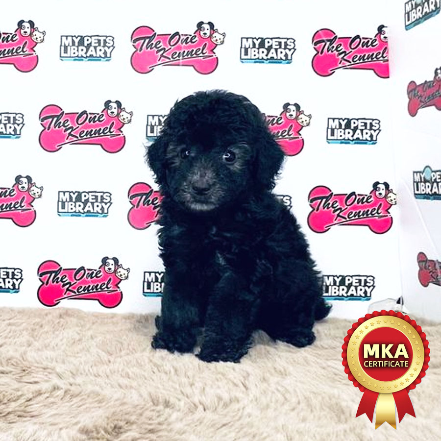 MKA Toy Poodle Puppy (Female) For Sale