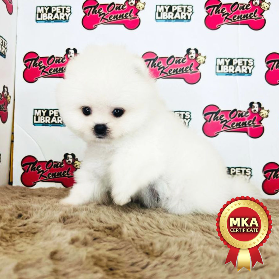 MKA Pomeranian Puppy (Male) For Sale
