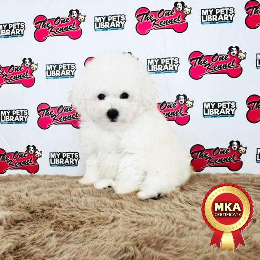 MKA Tiny Poodle Puppy (Male) For Sale