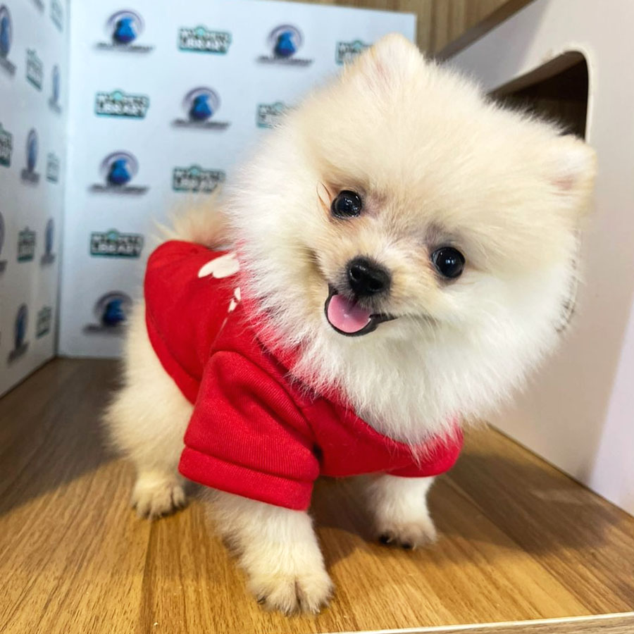 Pomeranian Puppy (Female) For Sale