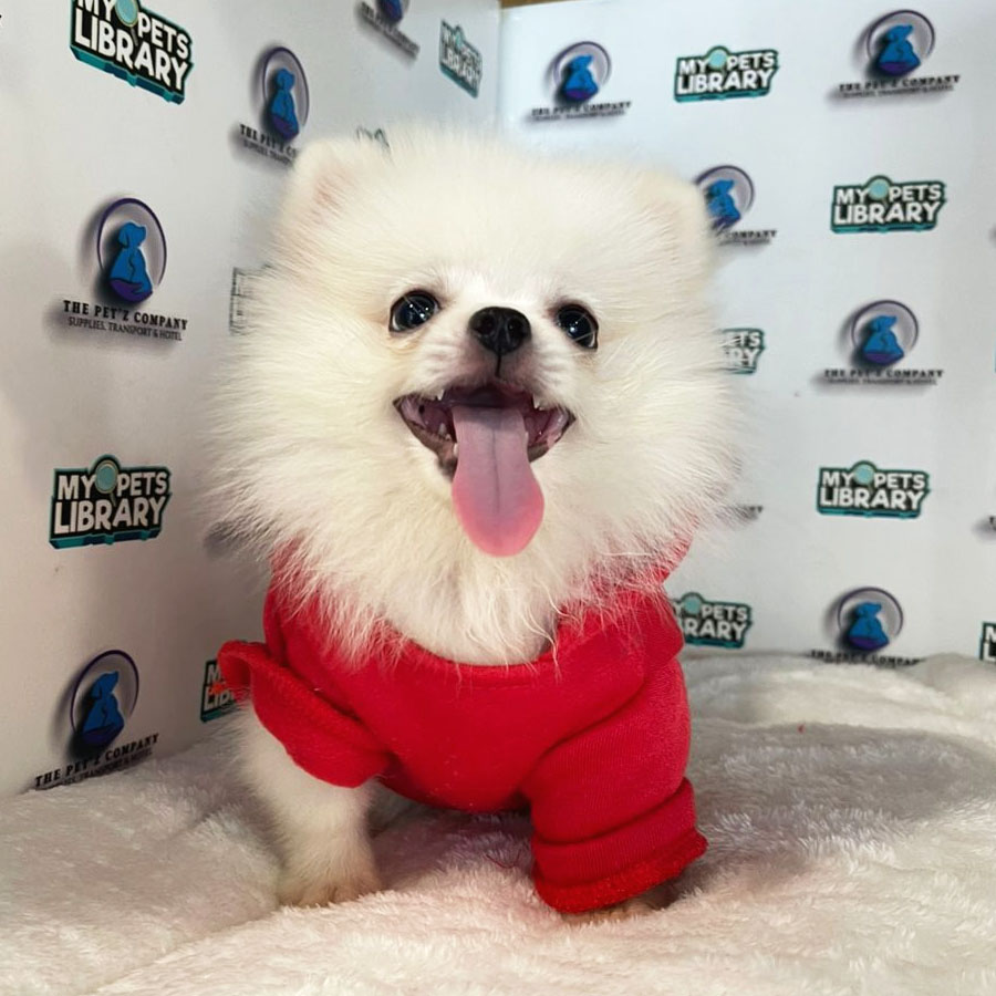 Pomeranian Puppy (Male) For Sale
