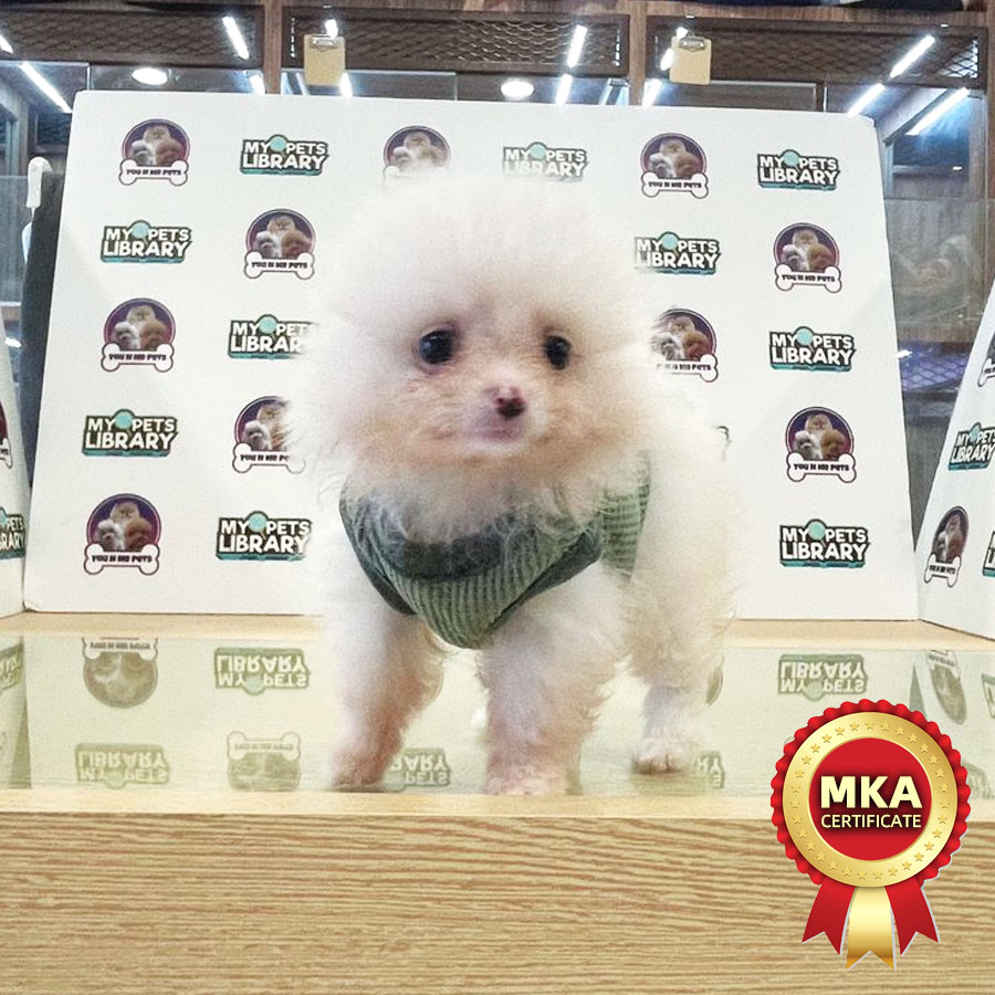MKA Tiny Pomeranian Puppy (Female) For Sale