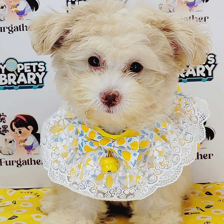 Maltipoo Puppy (Female) For Sale