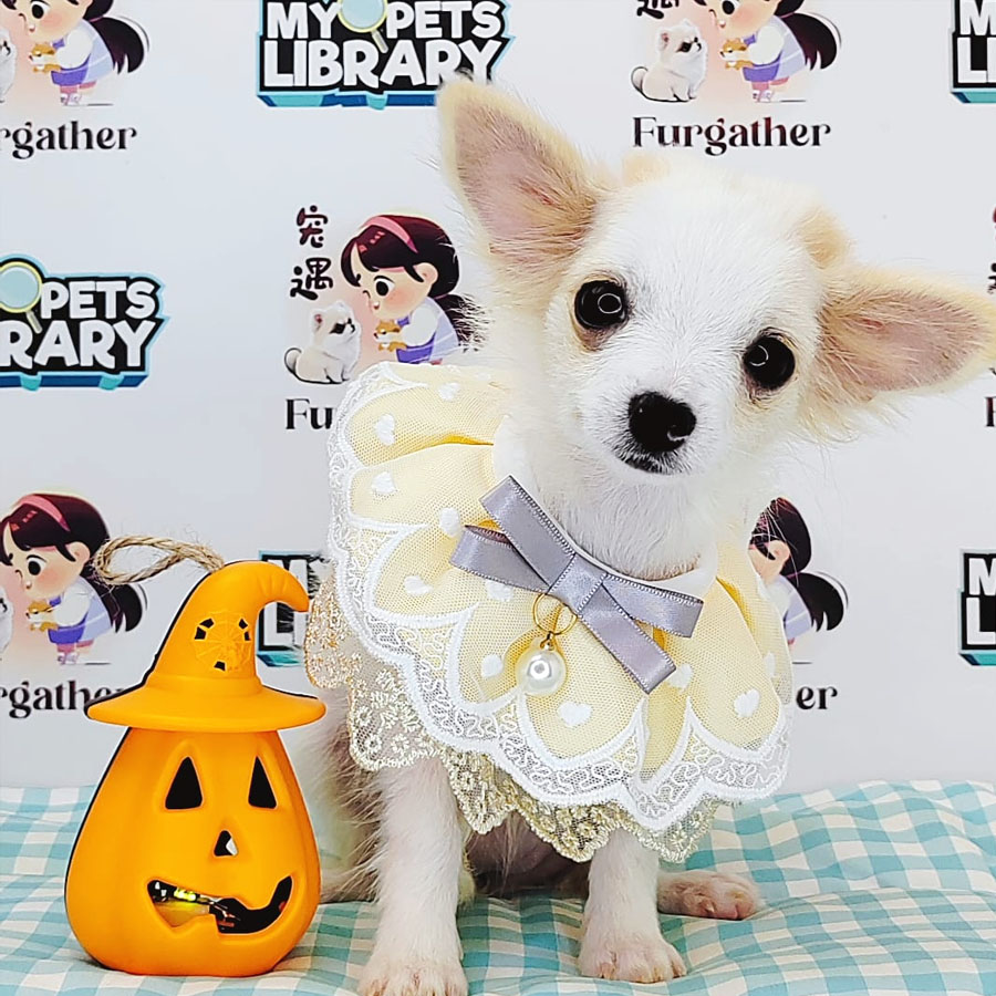 Longcoat Chihuahua Puppy (Female) For Sale