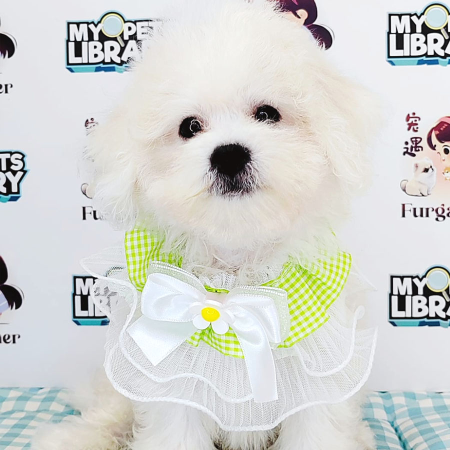 Bichon Frise Puppy (Female) For Sale