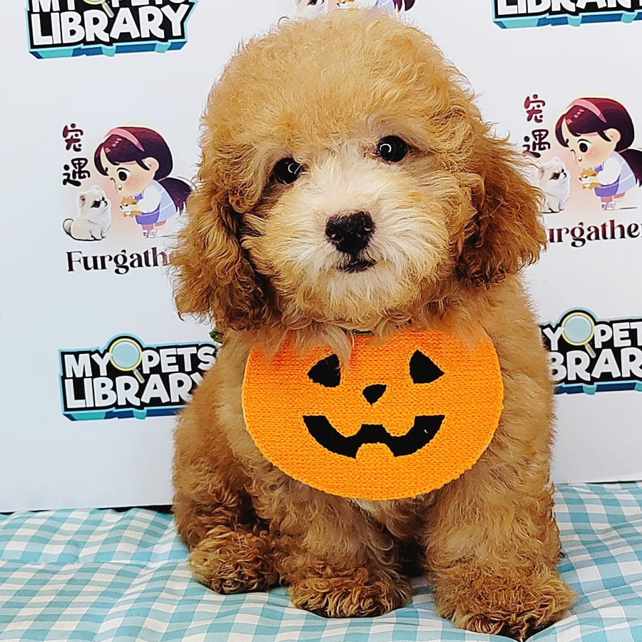Toy Poodle Puppy (Male) For Sale