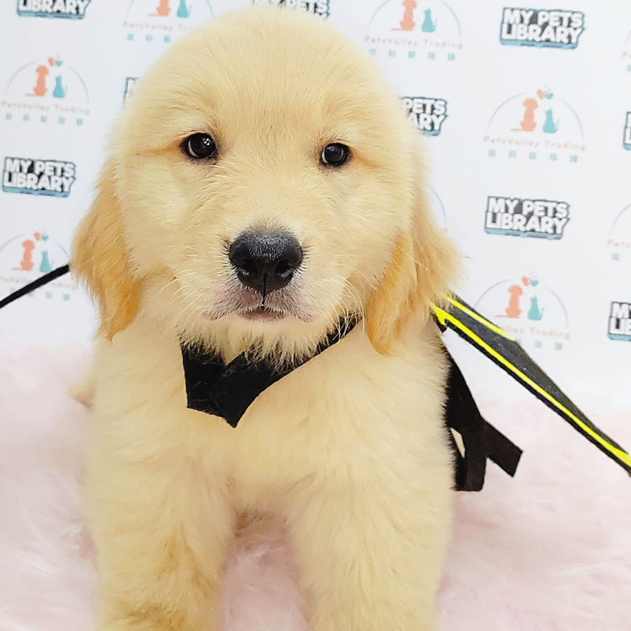 Golden Retriever Puppy (Male) For Sale