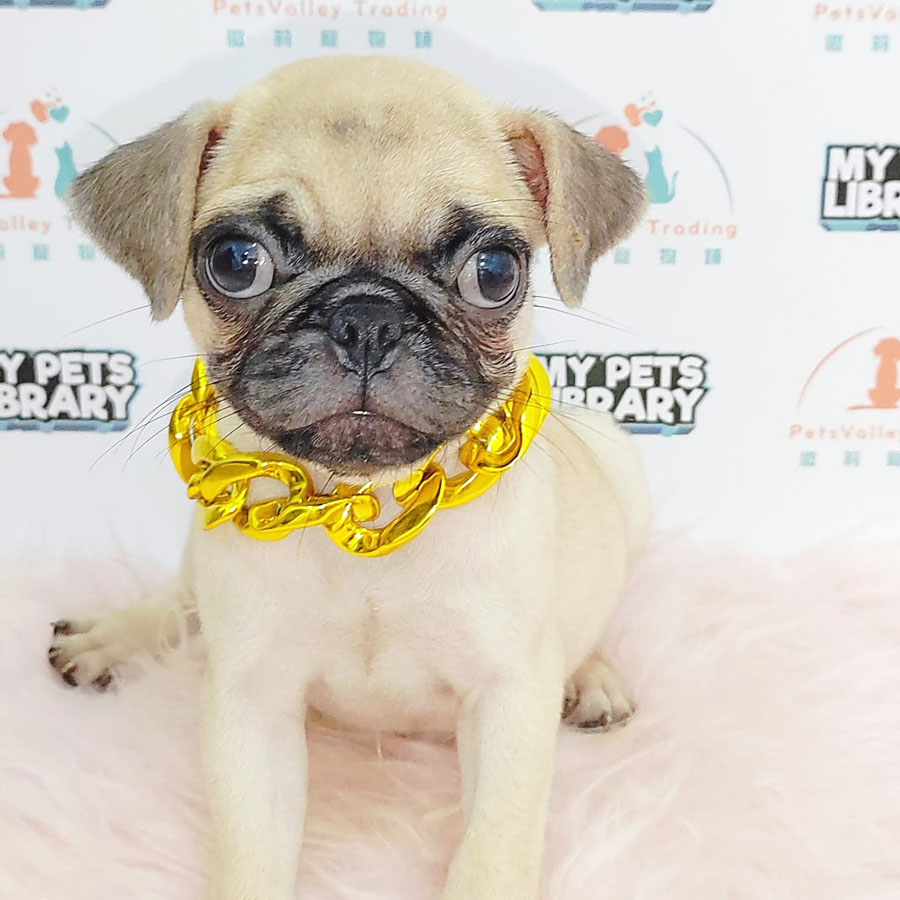 Pug Puppy (Female) For Sale